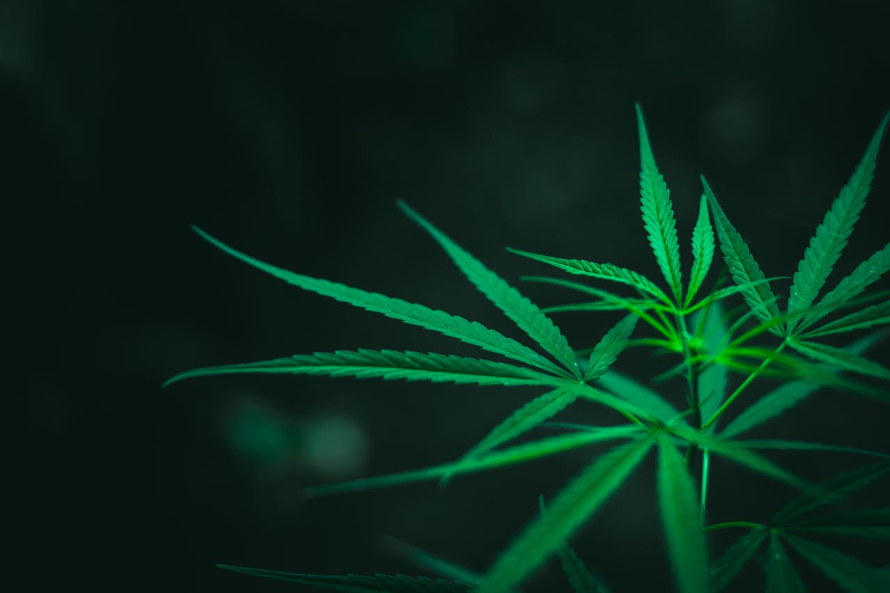 Key Factors Influencing the Global Cannabis Market