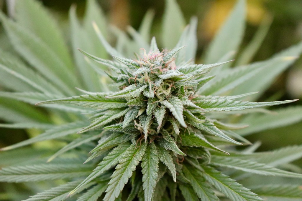 Flowering cannabis plant